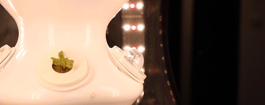 gif-remove-dome.gif