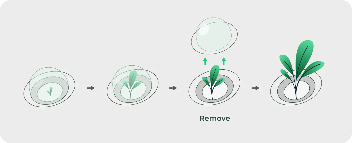 remove-dome.png-2.webp
