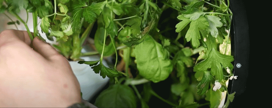 prune-3-leaves.gif