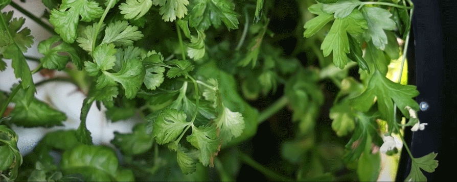 prune-cilantro2.gif