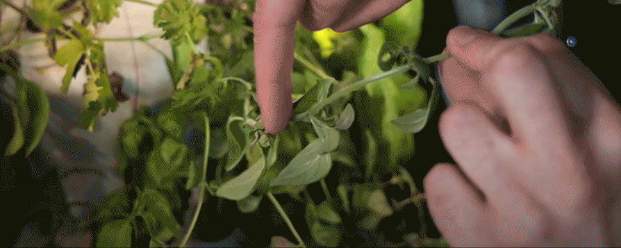 prune-oregano.gif