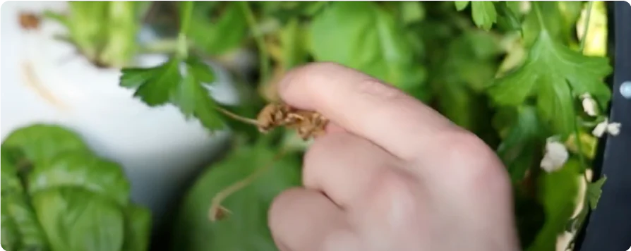 remove-dry-leaves.png.webp