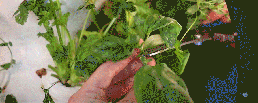 prune-basil.gif