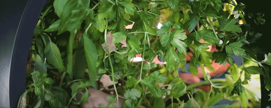 prune-parsley.gif