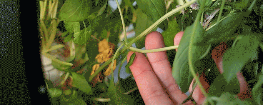 prune-thai-basil.gif