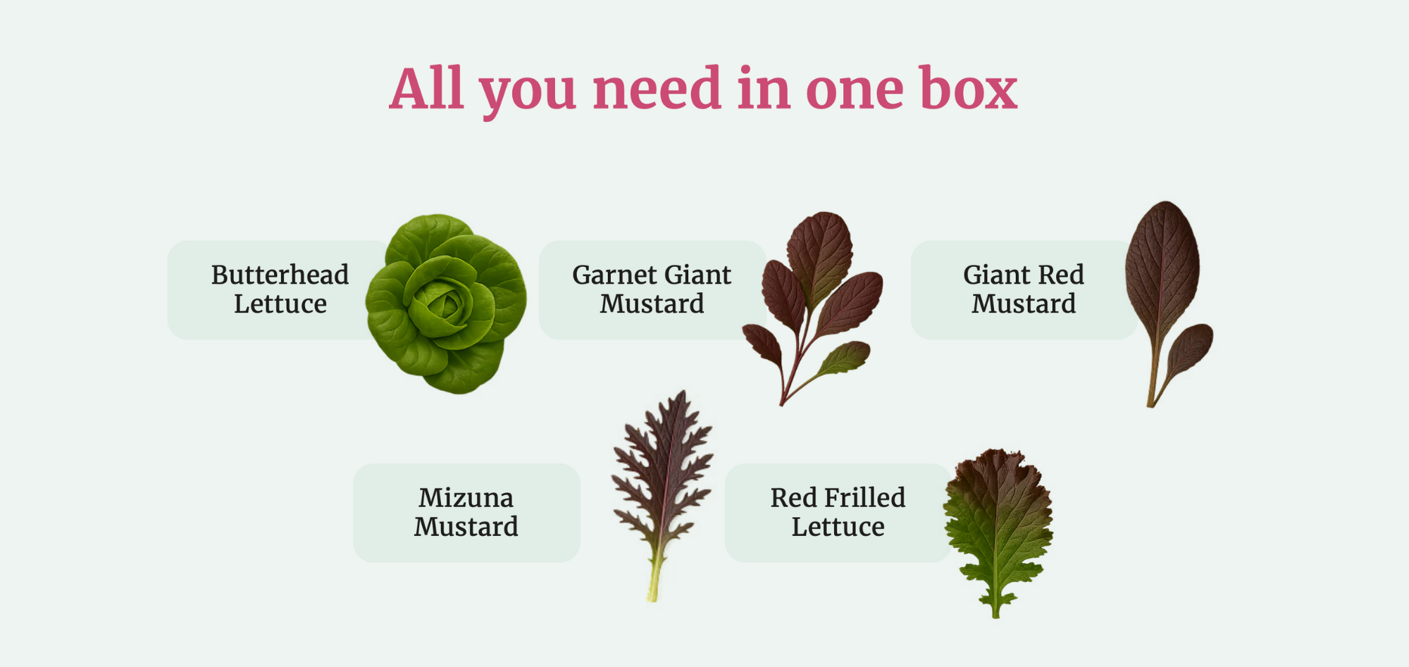 Plant Pack Care Guide Images-2.png