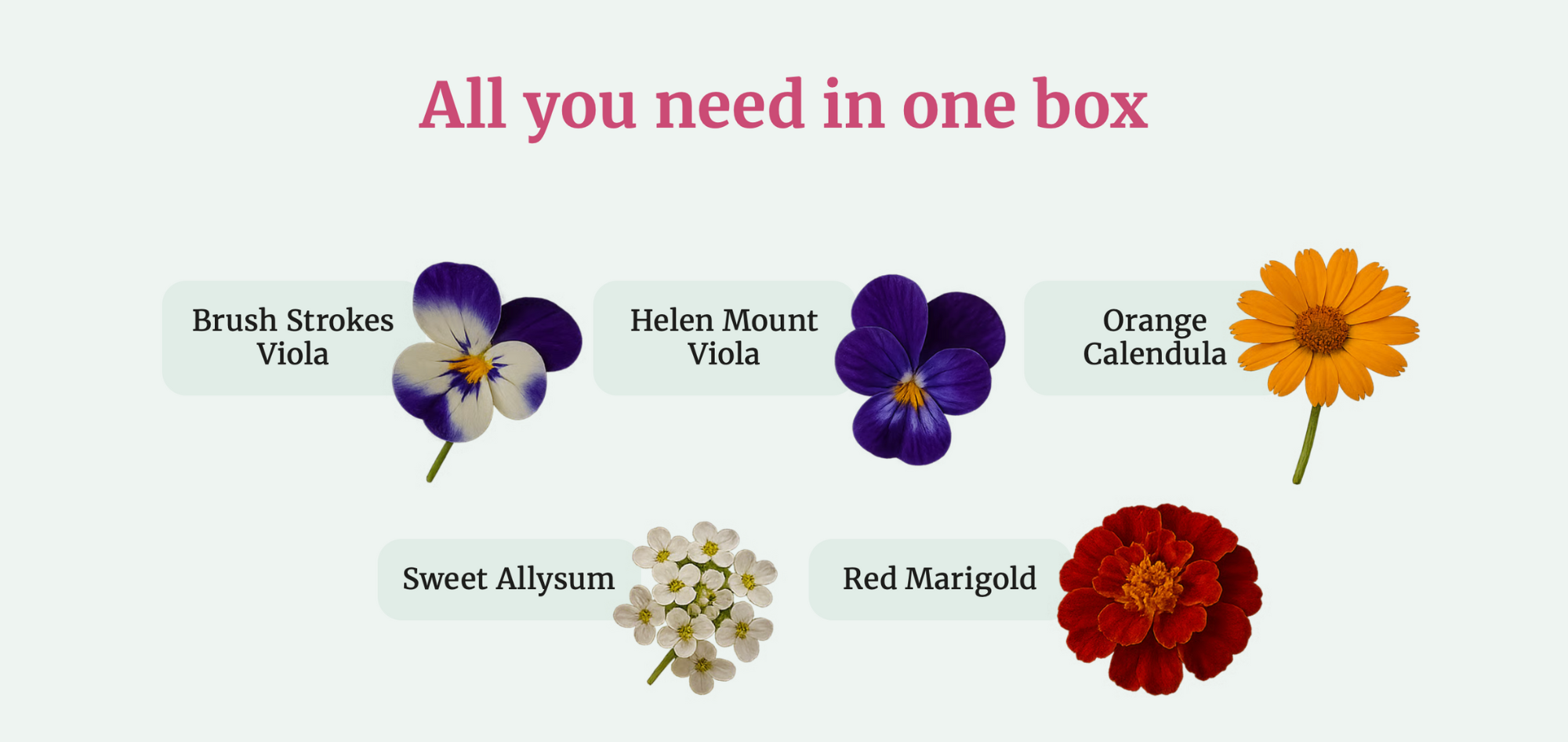 Plant Pack Care Guide Images-3.png