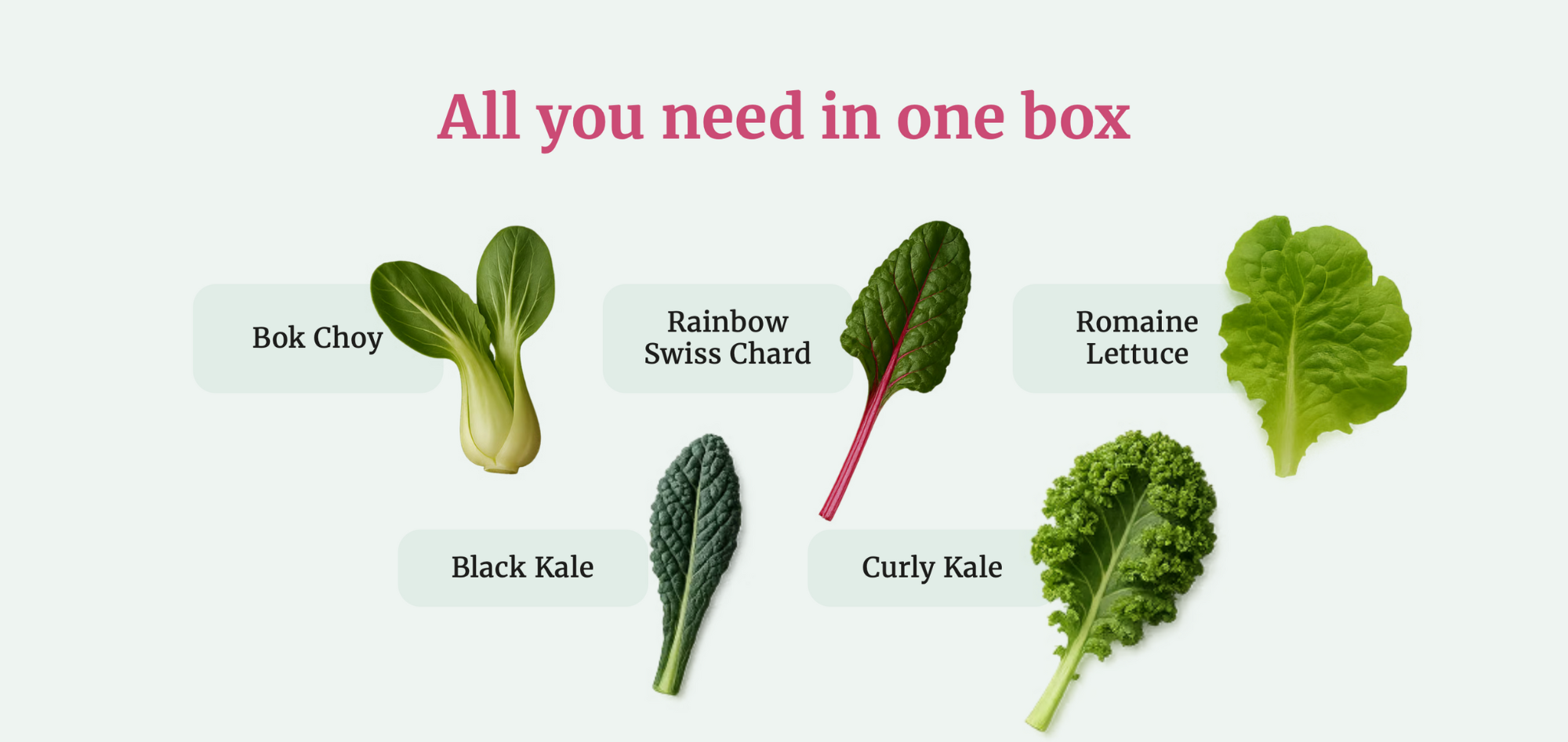 Plant Pack Care Guide Images-6.png