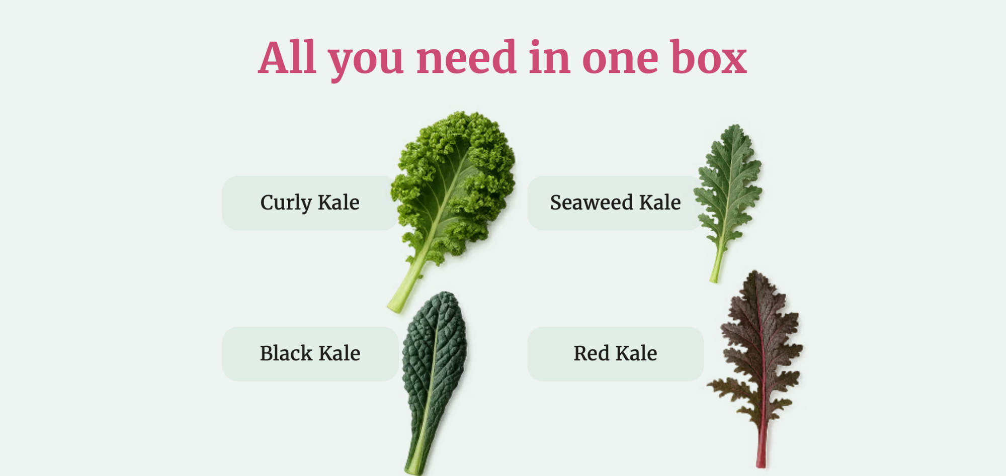 Plant Pack Care Guide Images-8.png